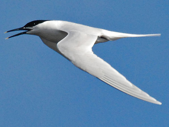 sandwich tern by JanuaryJoe