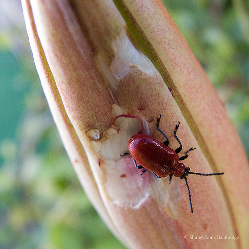 Lily beetle © Shirley-anne Bainbridge