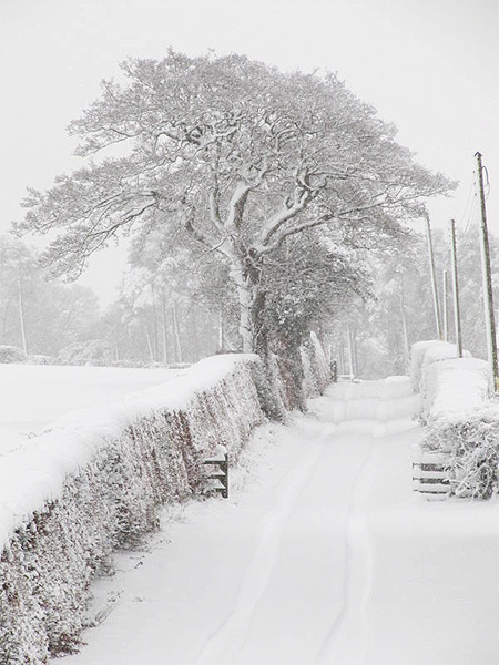Taken on Gallangad Farm, Gartocharn, West Dunbartonshire by, Emma Shanks