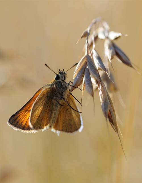 Essex skipper by Mark Johnson