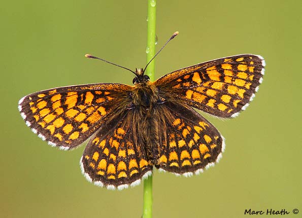 Heath fritillary by Marc Heath