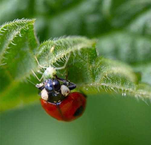 Ladybird lunch by Danny Gibson