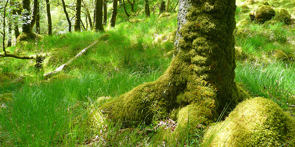 Trees%20in%20Ariundle%20Oakwood