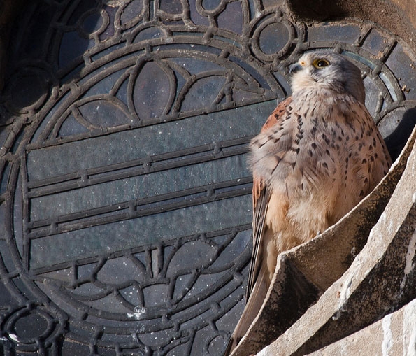 Kestrel in window by Dave Grubb