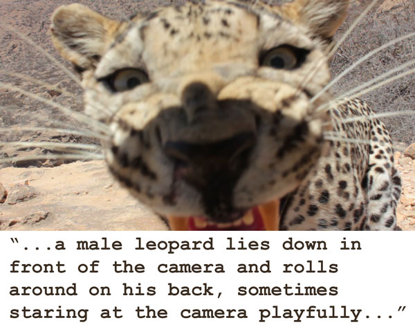 An Arabian Leopard captured by a camera trap