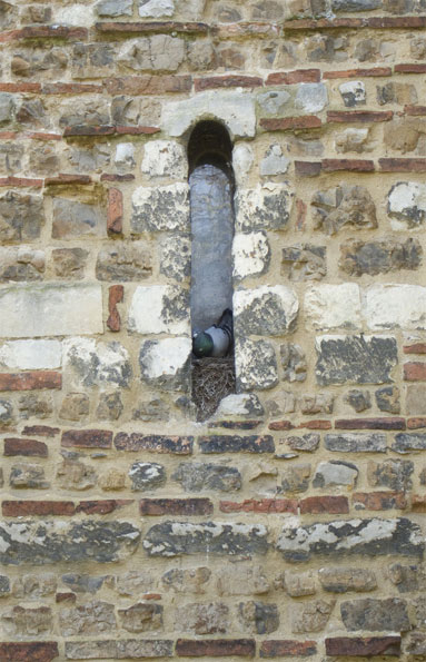 Pigeon nesting in arrow slit by Dissonancefalling
