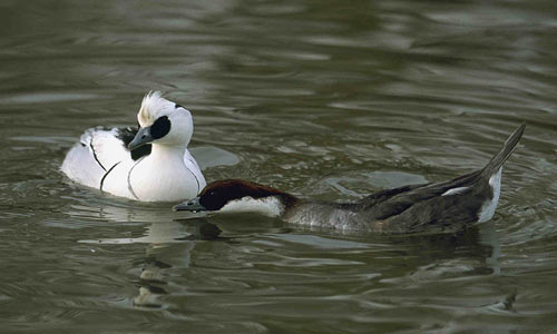 Male (left) and redhead smew