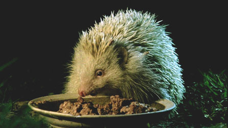 hedgehog feeding