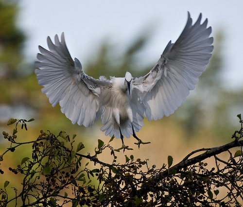 Little egret © Richie L