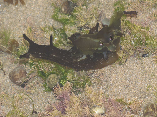 Sea hare by Ladsmad