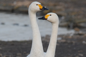 Bewick's swans Saruni and Sarune