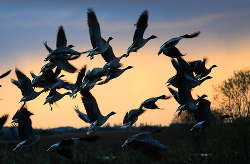 Pink-footed geese silhouetted across sunset by Liz Gent