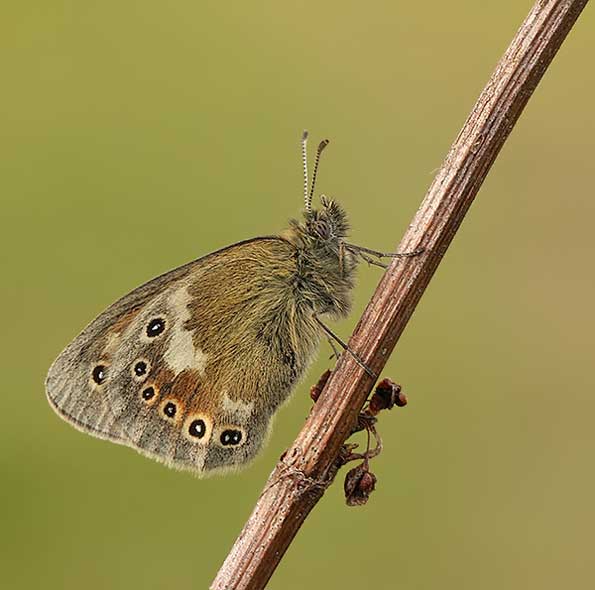 large heath butterfly by Nigel Kiteley