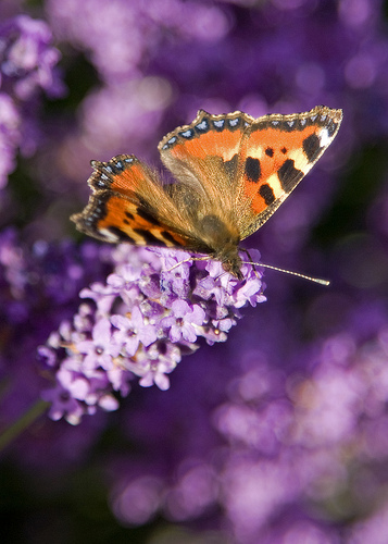 Small tortoiseshell © Sylviane Mosse