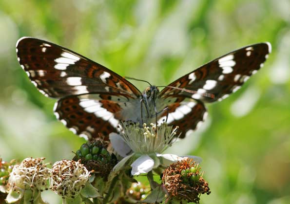 white admiral butterfly by Simon NL West