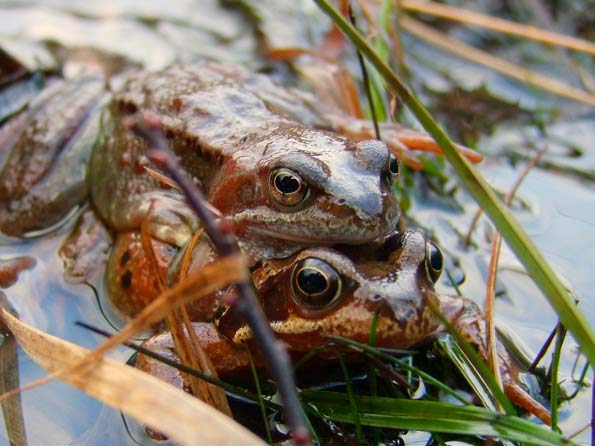 Amphibians by Russell Bain
