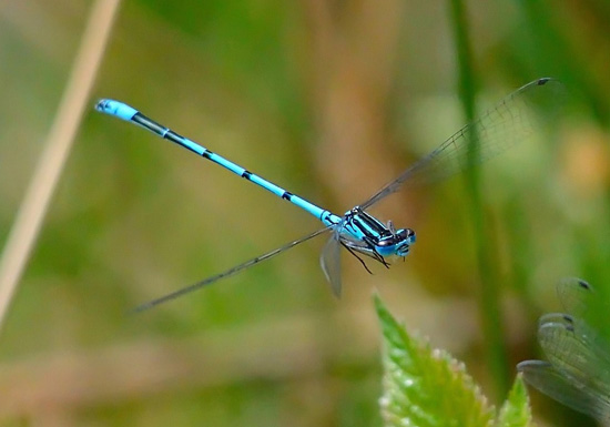 blue_damselfly