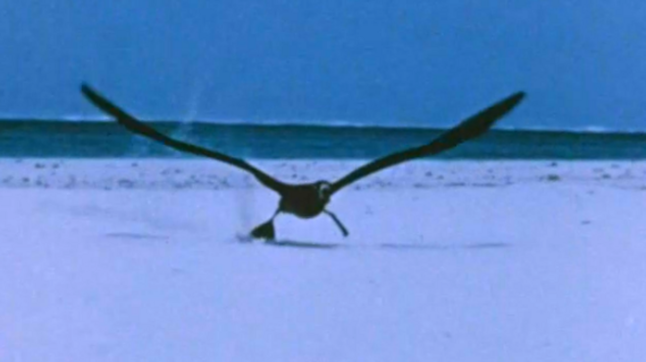 Gooney birds interlude, 1971