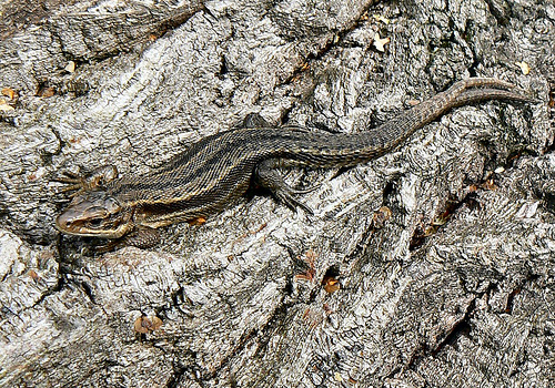 Common lizard shedding its skin by altogether now