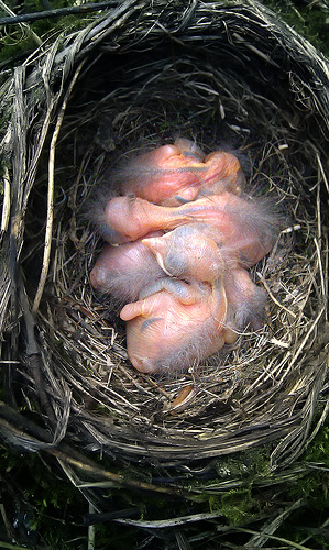 Blackbird chicks © Gareth Robinson