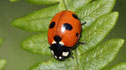 Scarce 7-spot ladybird, courtesy Ken Dolbear