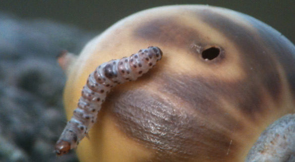 larvae emerging from acorn