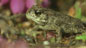 natterjack toad