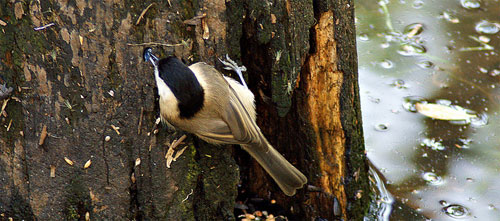 Quiz question 7 bird busy burrowing in tree trunk