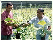 WIbdeco banana production. Image courtesy Wibdeco