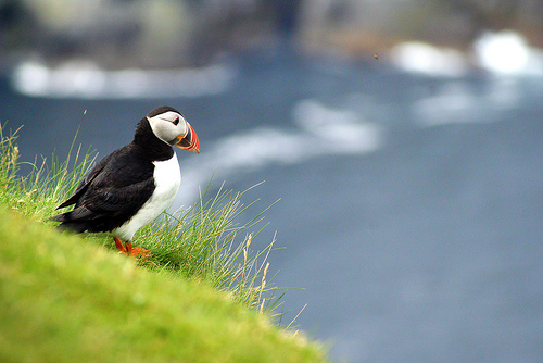 Puffin © Nick Slack