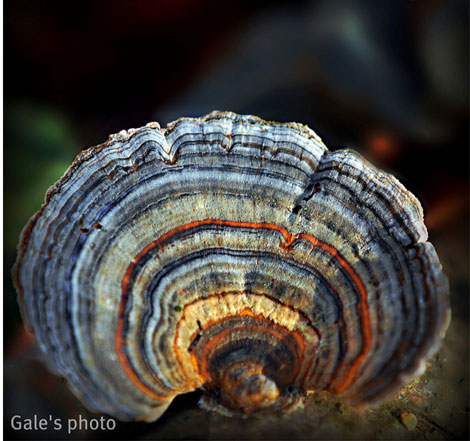 Turkey tail fungus by Gale Jolly