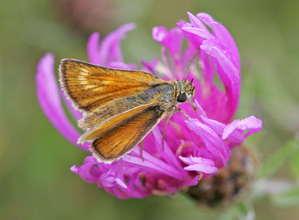 Lulworth skipper butterfly by Simon NL West