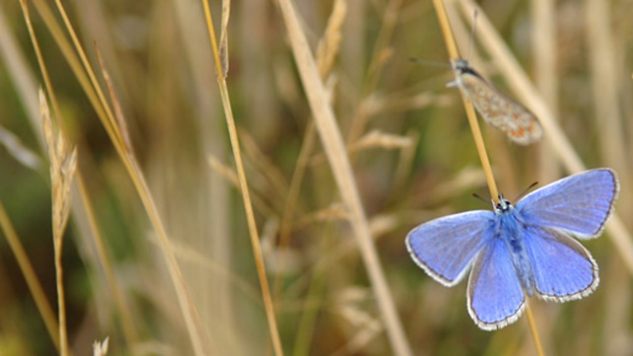 Steam and Wildlife, 1989