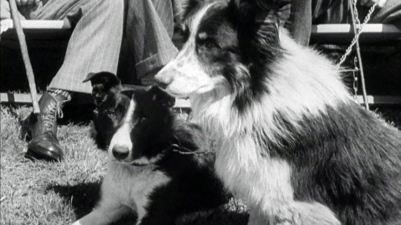 Sheepdog trials in London, 1949