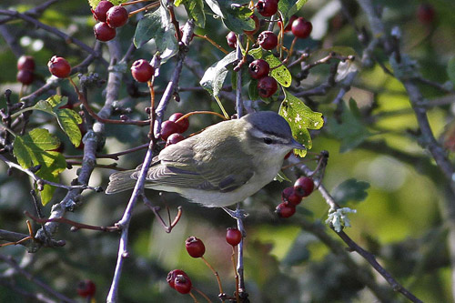 Red-eyed vireo