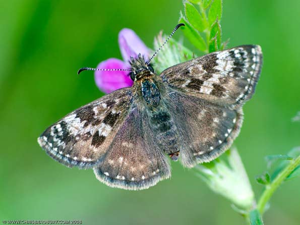 dingy skipper by Chris Bradbury