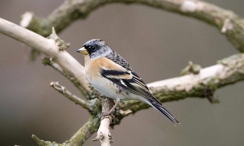 Brambling, copyright John Harding/BTO