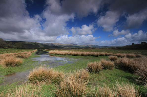 Ynys-Hir marsh