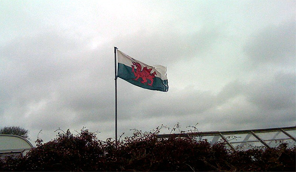 A Welsh flag flying over a row of flowering trees