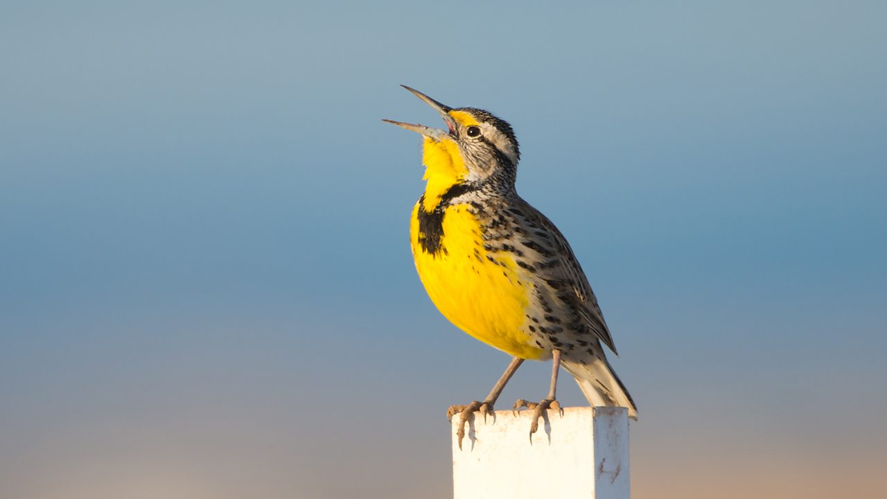 Vaughan Williams: The Lark Ascending