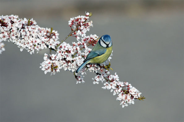 Blue tit by Richard Smith
