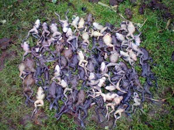 dead frogs