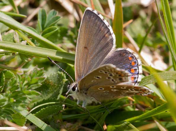 adonis blue female butterfly by Dennis Gurner