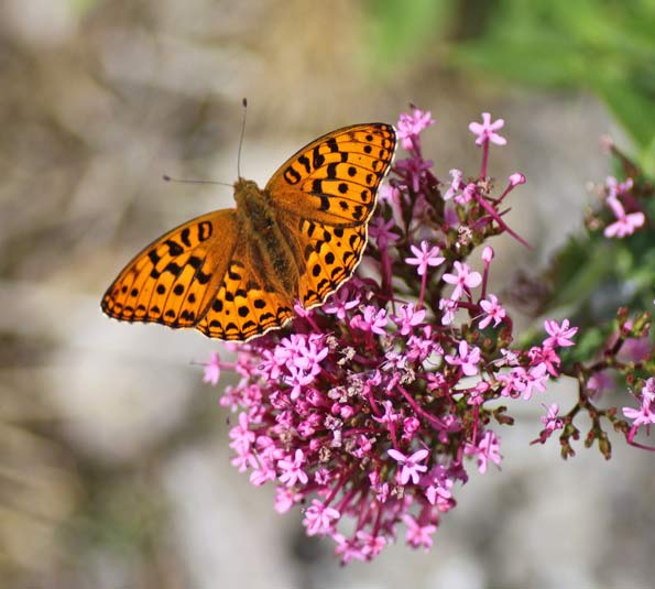High brown fritillary by Helen M Bushe