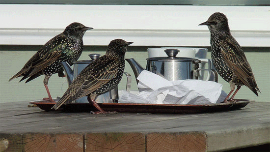 Starlings around a tea set by Garry Prescott