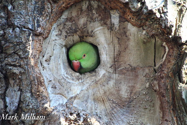 Rose necked parakeet by Mark Milham