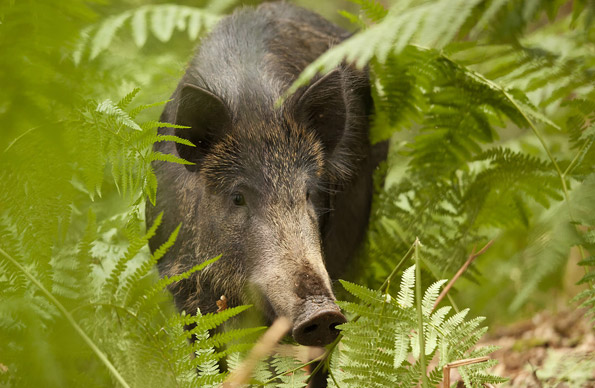 wild boar copyright Ben Locke