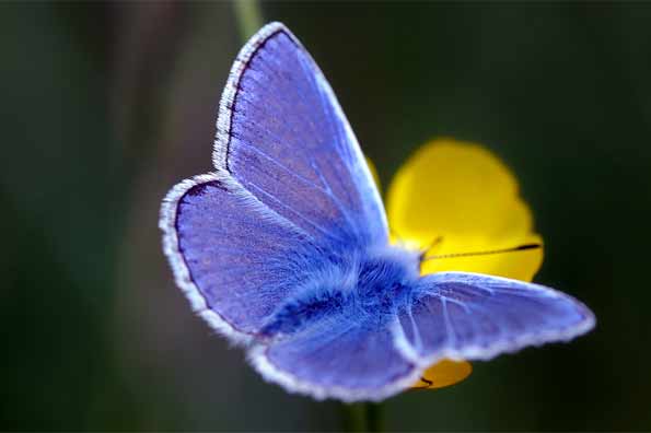 common blue male butterfly by Mark Johnson