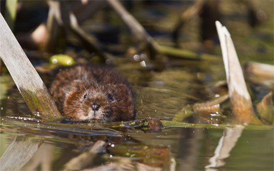 Watervole by Barry Jones