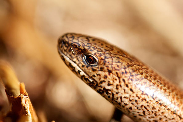 Slow worm by Ian Kirk